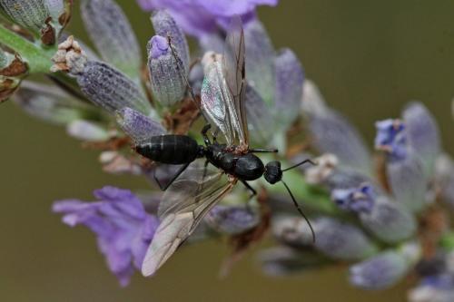 Camponotus cruentatus